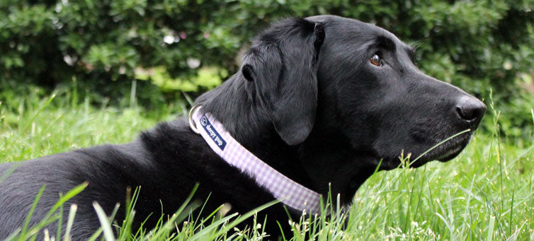 Photo of our lab Trier wearing a purple sleepy pup collar